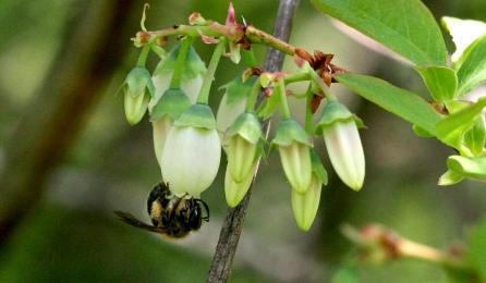 Native bee on blueberry flower