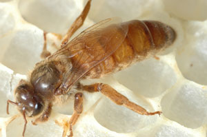 Fig.2: Female queen honey bee