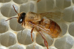 Fig.3: Male honey bee, often called a drone