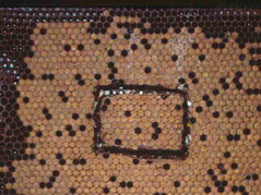 Photo B. A comb section of sealed brood containing approximately 100 cells on each side was cut out of the comb, frozen for at least 24 hours, and replaced in the hole left in the comb.