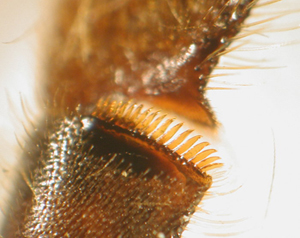 Rake (lower) and pollen press on the hindleg of a worker bee. Photo courtesy of Zachary Huang.