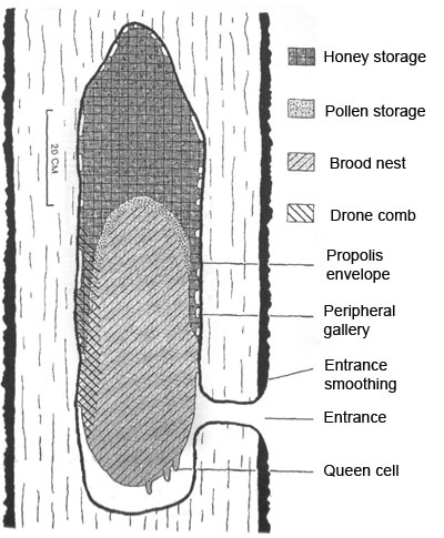 A Typical Natural Bee Nest from: Seeley, T. D., Morse, R. A. (1976). The nest of the honey bee (Apis mellifera L.). Insectes Sociaux 23: 494-512.