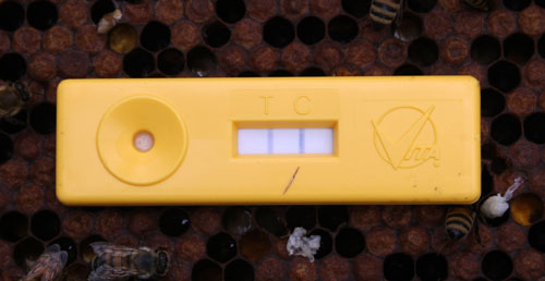 a sample tested postive for EFB, indicated by the test and control line