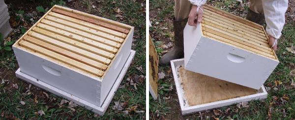 2x black small bee hive beetle blaster beehive trap beekeeping equipment tool  R 