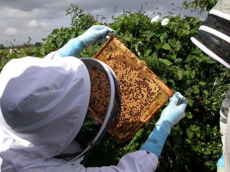 Apiform Sit-In Beekeeping for all - English version