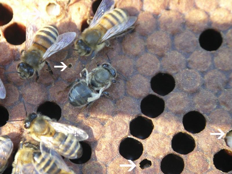 Punctured cell cappings that indicate adult bees have detected a brood disease (note DWV infected adult bee).