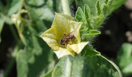 Native bee on watermelon flower